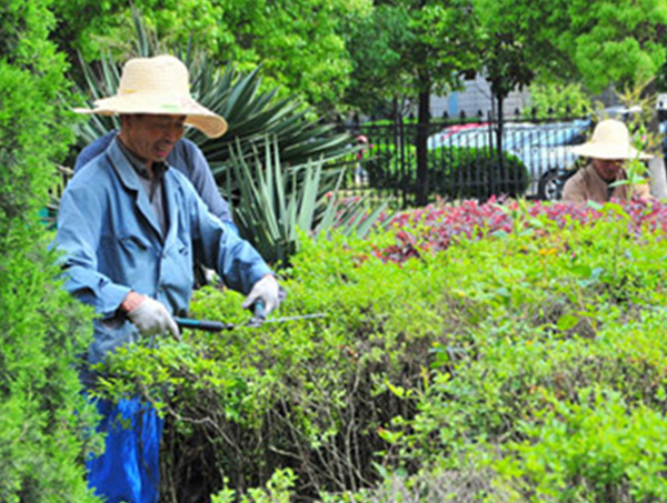 保潔托管服務之綠化養(yǎng)護
